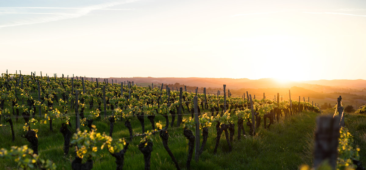 The cotes du Rhone